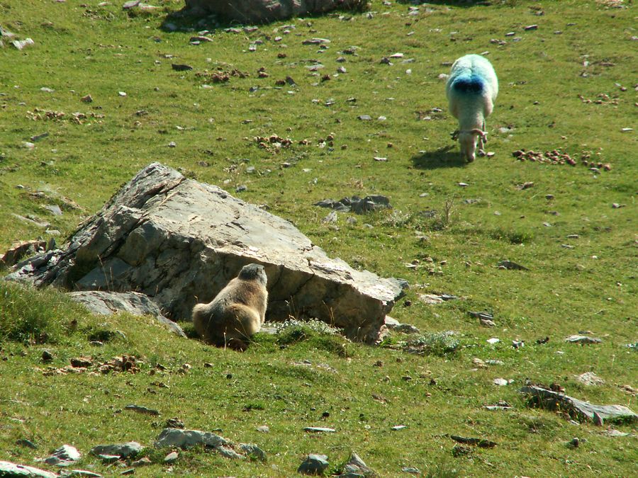 Marmotte et mouton