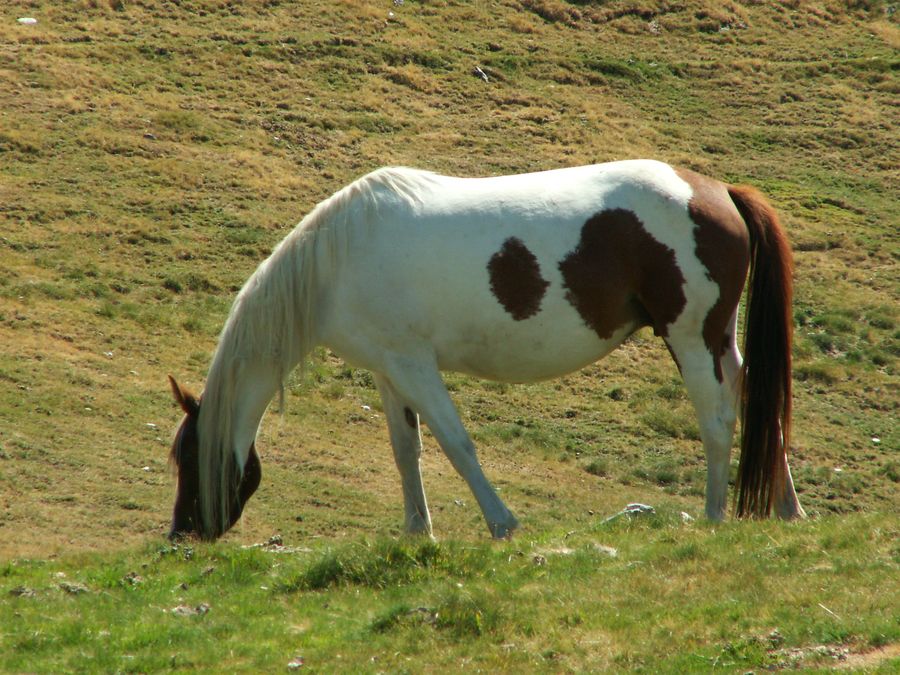 Cheval pie