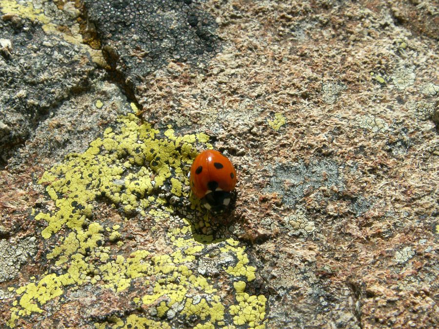 Coccinelle