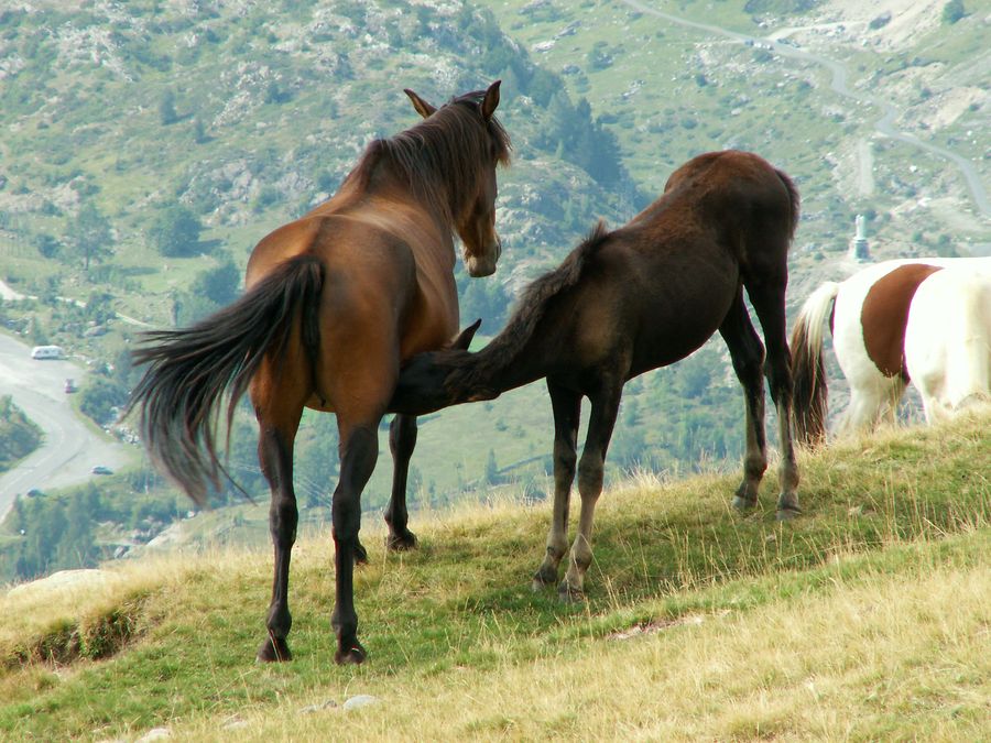 Une jument et son poulain