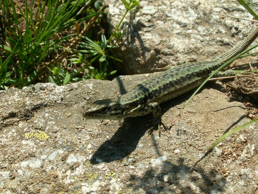 Lézard