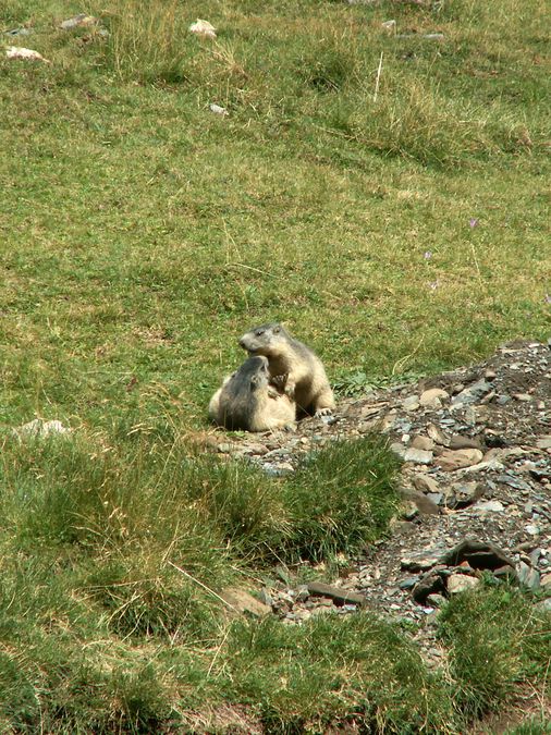 Jeu de marmottes