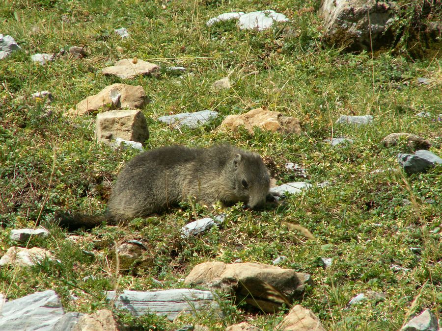 Jeune marmotte