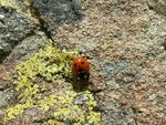 Coccinelle