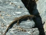 Lézard des murailles