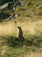 Marmotte aux aguets