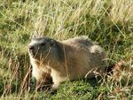 Marmotte