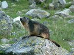 Marmotte