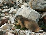 Repas de marmotte
