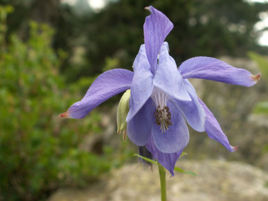 Ancolie des Pyrénées