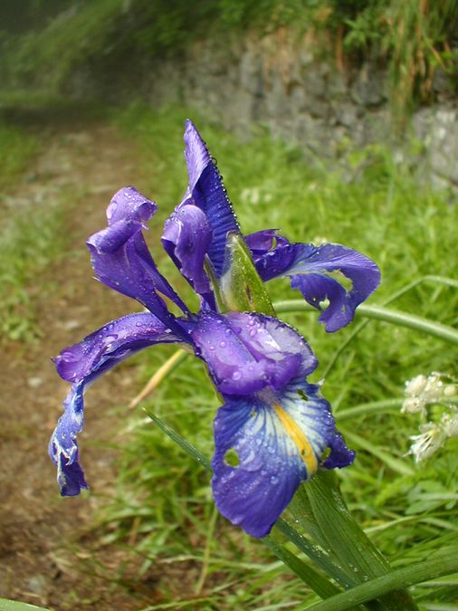 Iris des Pyrénées