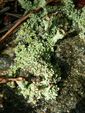 Lichen