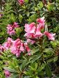 Rhododendron ferrugineux