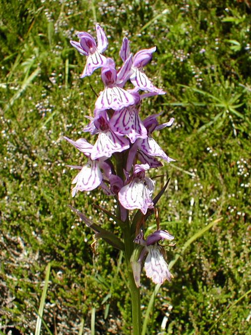 Orchis tacheté