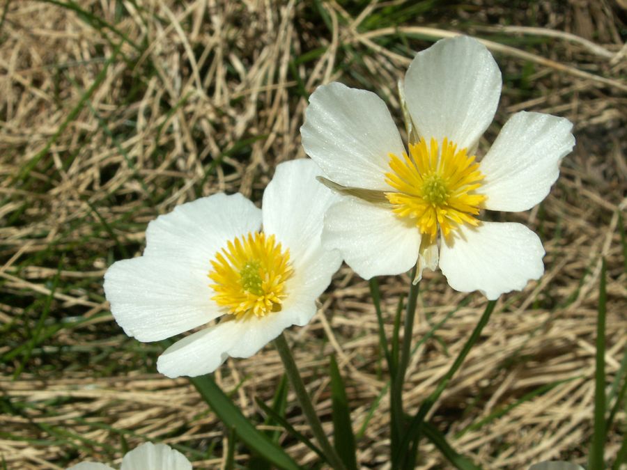 Renoncules des Pyrénées