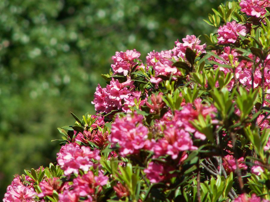 Rhododendron ferrugineux